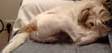 hund. 